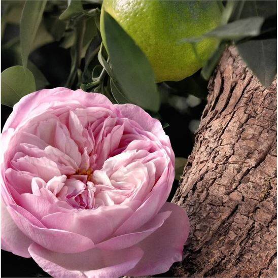 Chloe Signature Rose Naturelle Intense EDP 30 ml Kadın Parfüm - 8